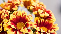 Blumen